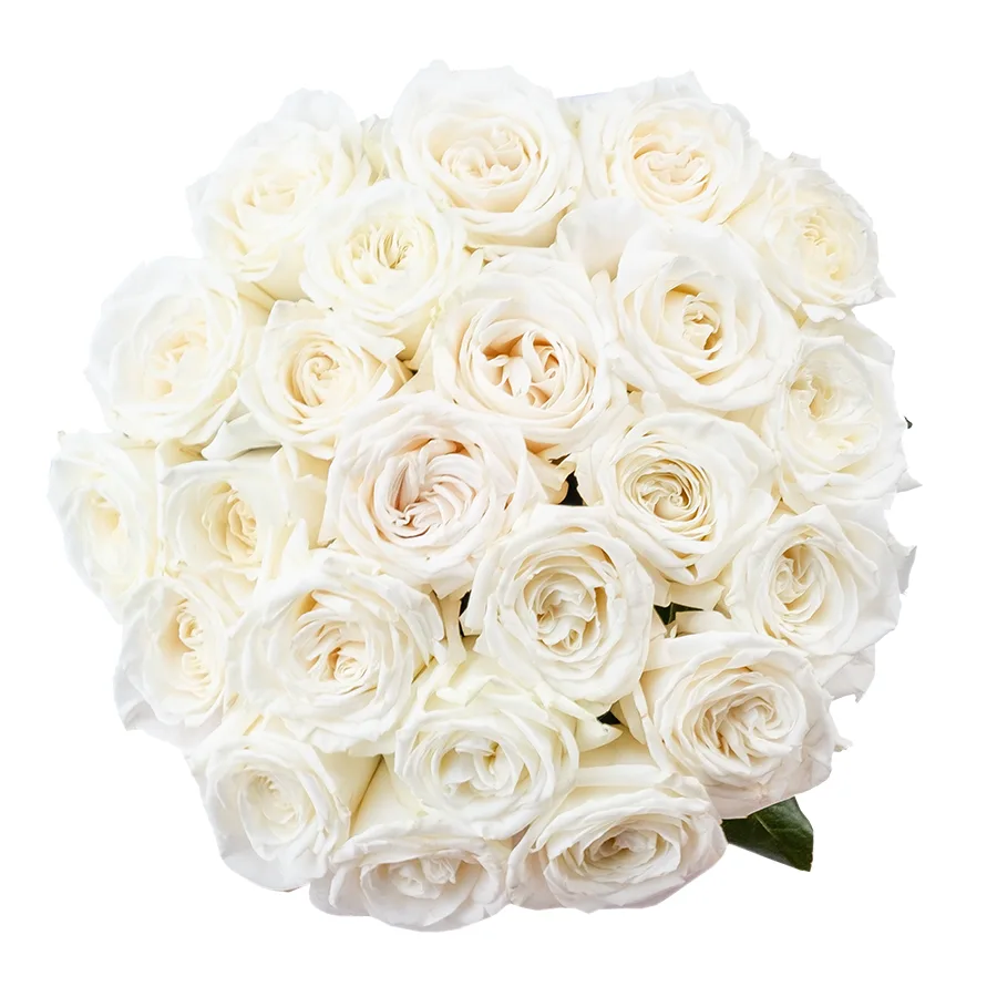 Букет из 23 ярко-белых садовых роз Плайя Бланка (02158)