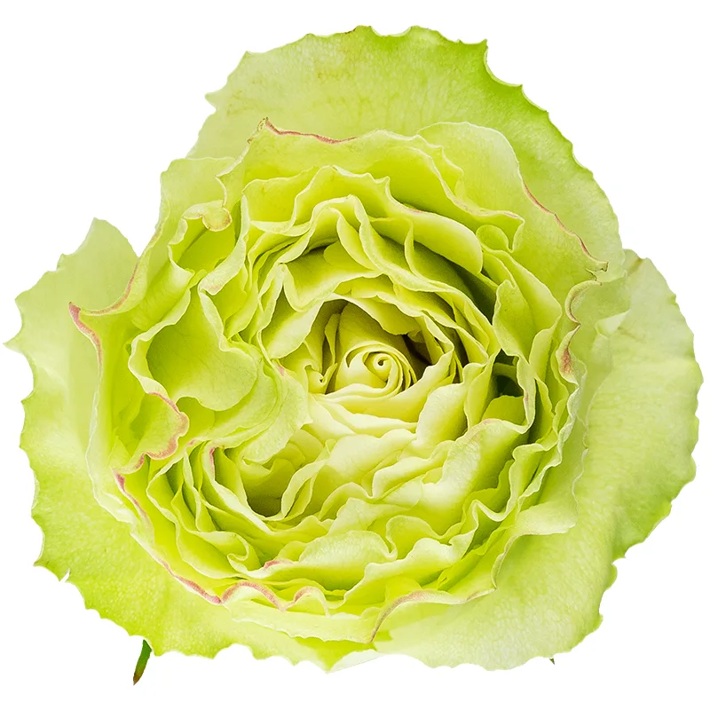 Роза бело-зелёная Лимондад (00389)