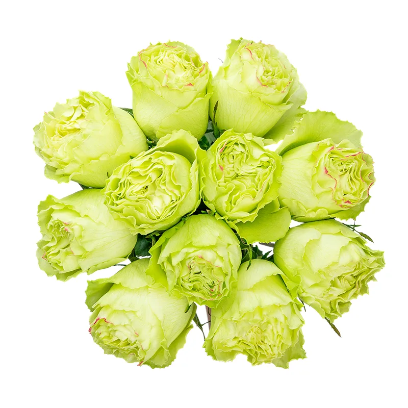 Букет из 11 нежно-салатовых роз Лимонад (01404)