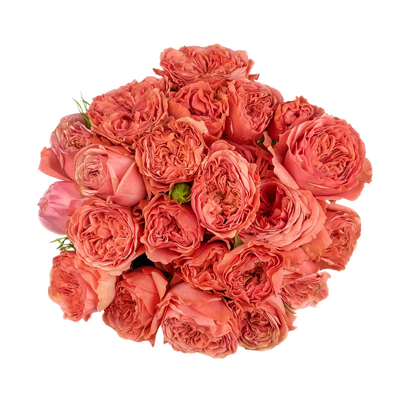 Букет из 9 оранжево-коралловых кустовых роз Белла Трендсеттер (01489)