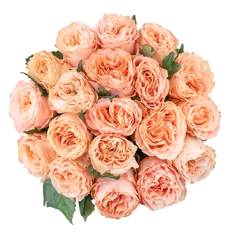 Букет из 19 нежно-персиковых пионовидных роз Принцесс Краун (03017)