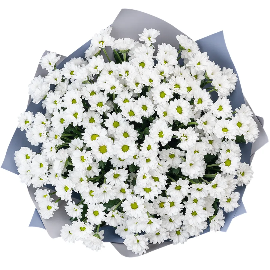 Букет из 23 белых кустовых хризантем Сантини Баунсер (02726)