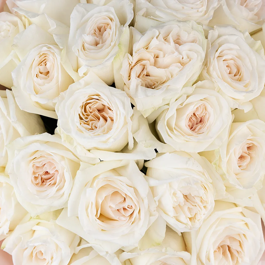 Букет из 25 ароматных белых садовых роз Вайт О’Хара в упаковке (02785)