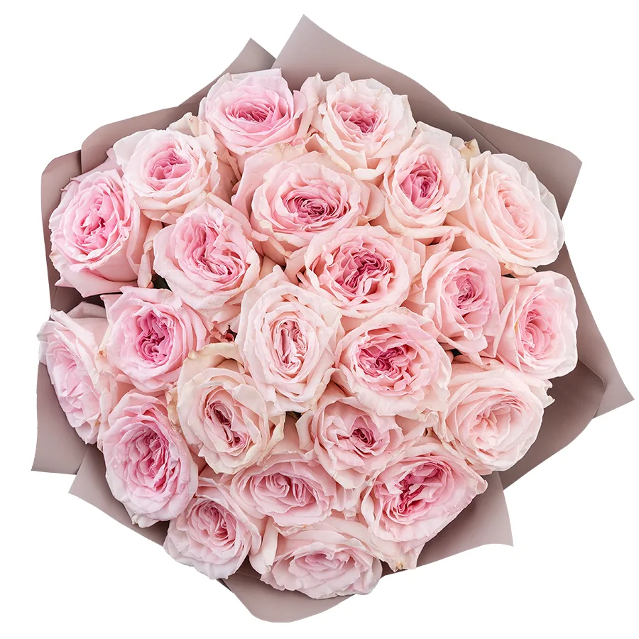 Букет из 23 ароматных розовых садовых роз Пинк О’Хара в упаковке (02791)