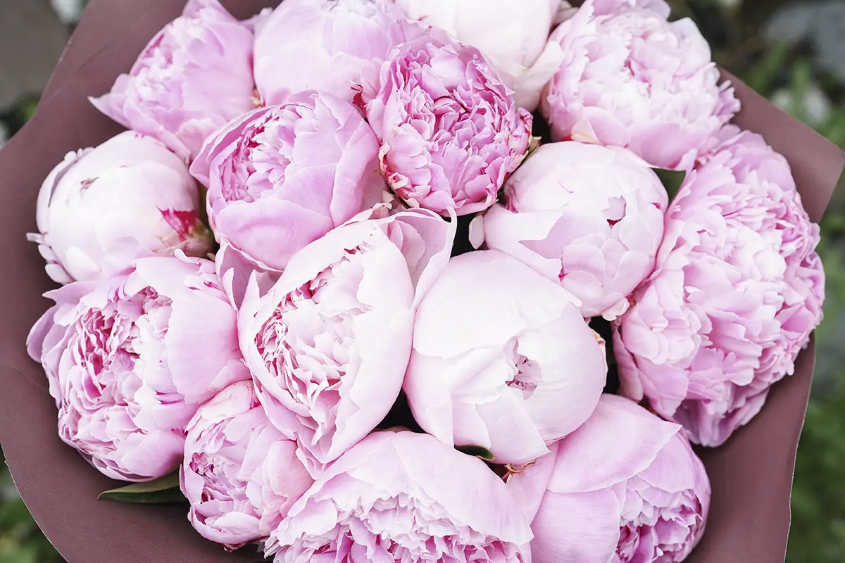 Букет из 15 розовых пионов Сара Бернар (00787)