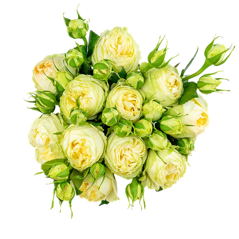 Букет из 11 бело-кремовых кустовых пионовидных роз Веддинг Пиано (01637)
