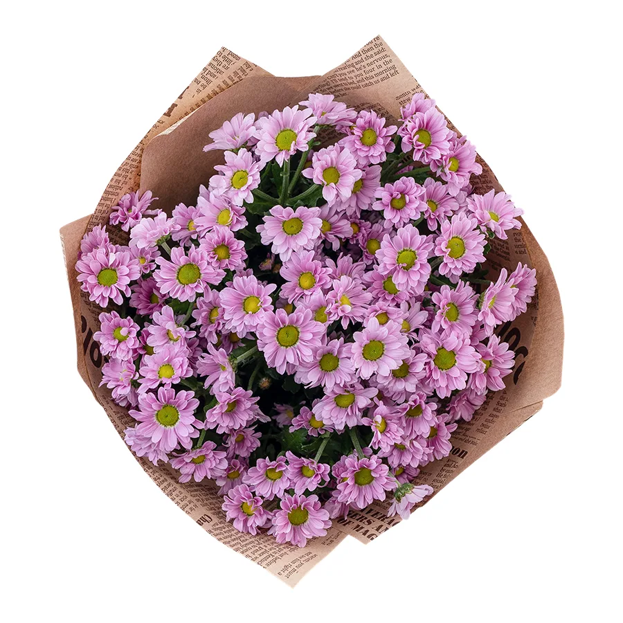 Букет из 11 розовых кустовых хризантем Сантини Крисси (02830)