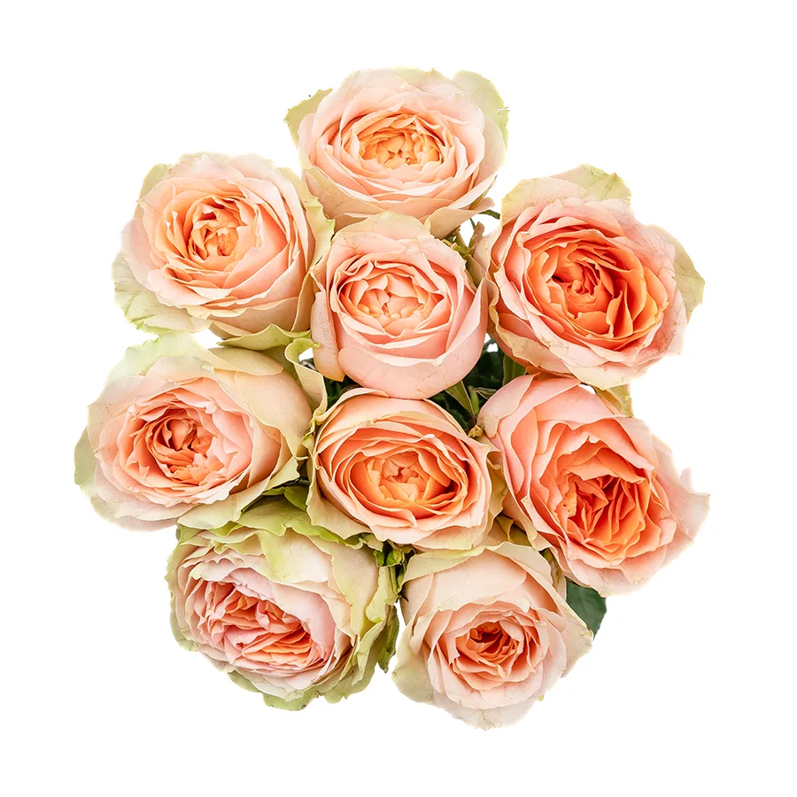 Букет из 9 зелёно-кремовых садовых роз Гравити (02618)