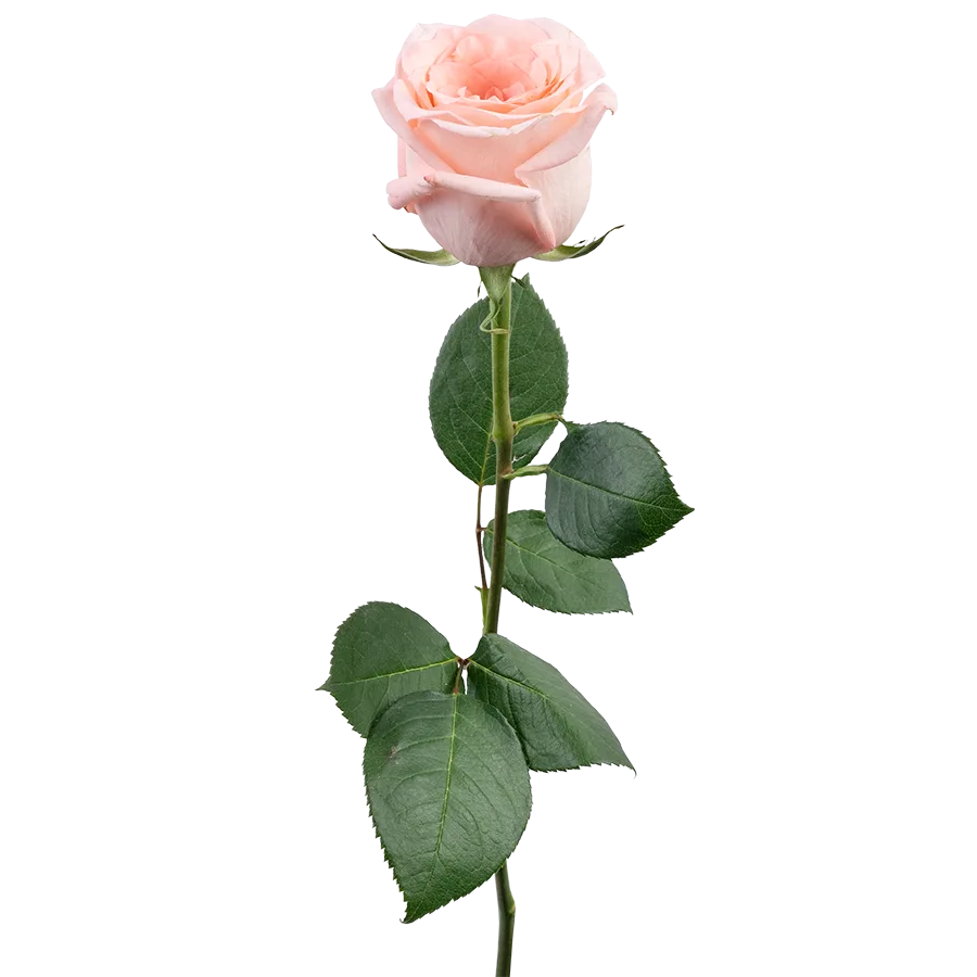 Роза светло-розовая Энгейджмент 60 см (03847)