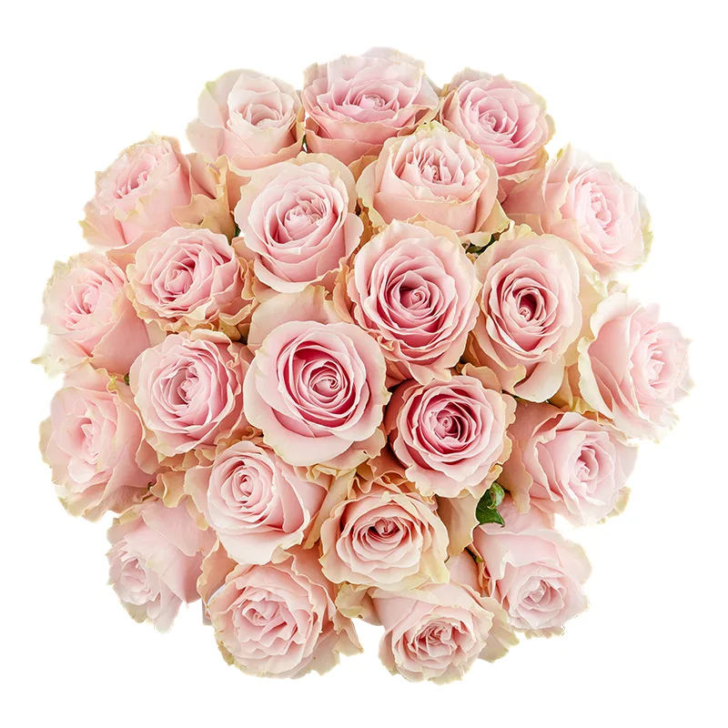 Букет из 23 розово-кремовых роз Пинк Мондиаль (01558)