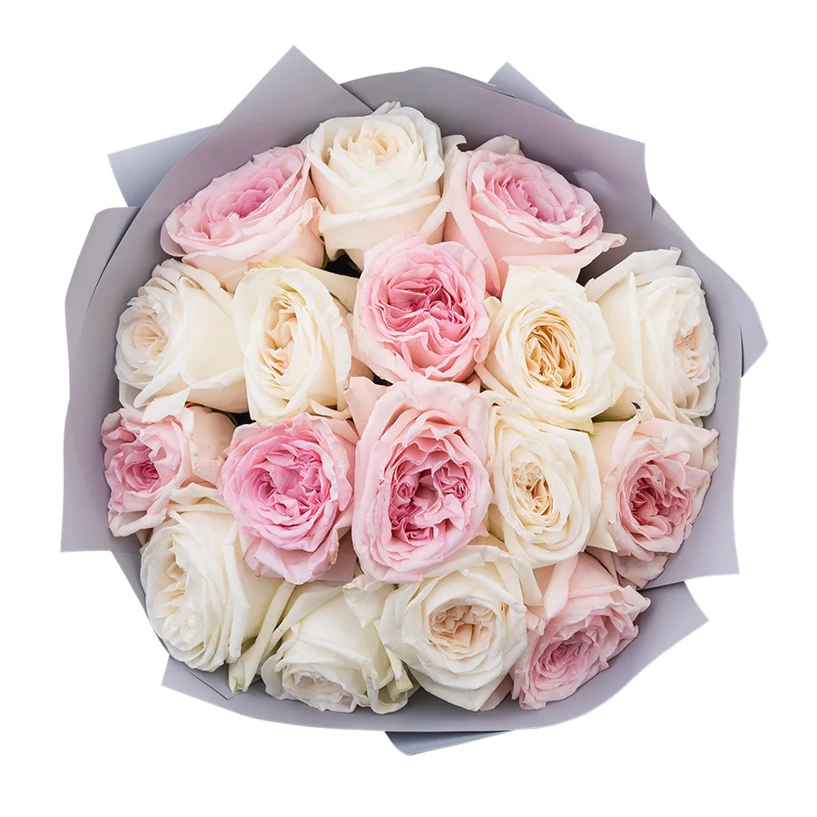 Букет из 17 ароматных белых и розовых садовых роз Вайт и Пинк О’Хара (02806)