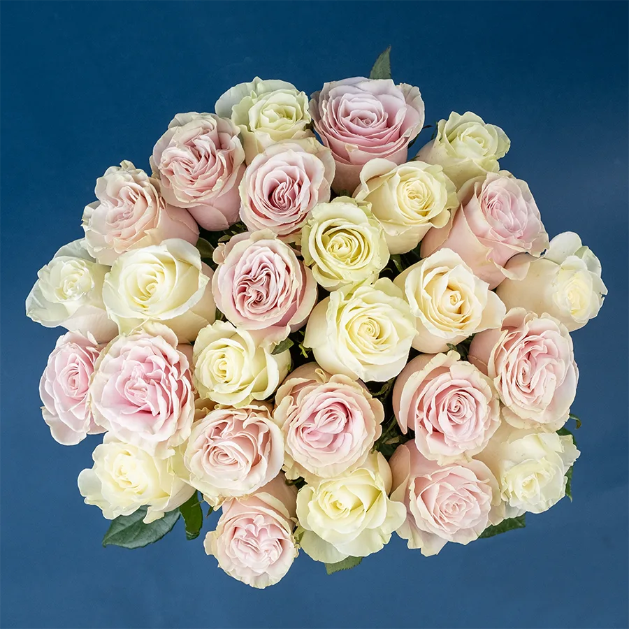 Букет из 27 белых и розовых роз Мондиаль и Пинк Мондиаль (02227)