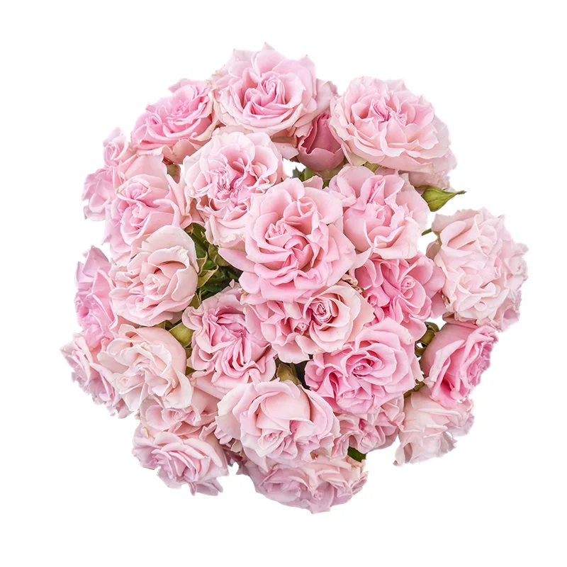 Букет из 11 розовых кустовых роз Свит Флоу (02120)