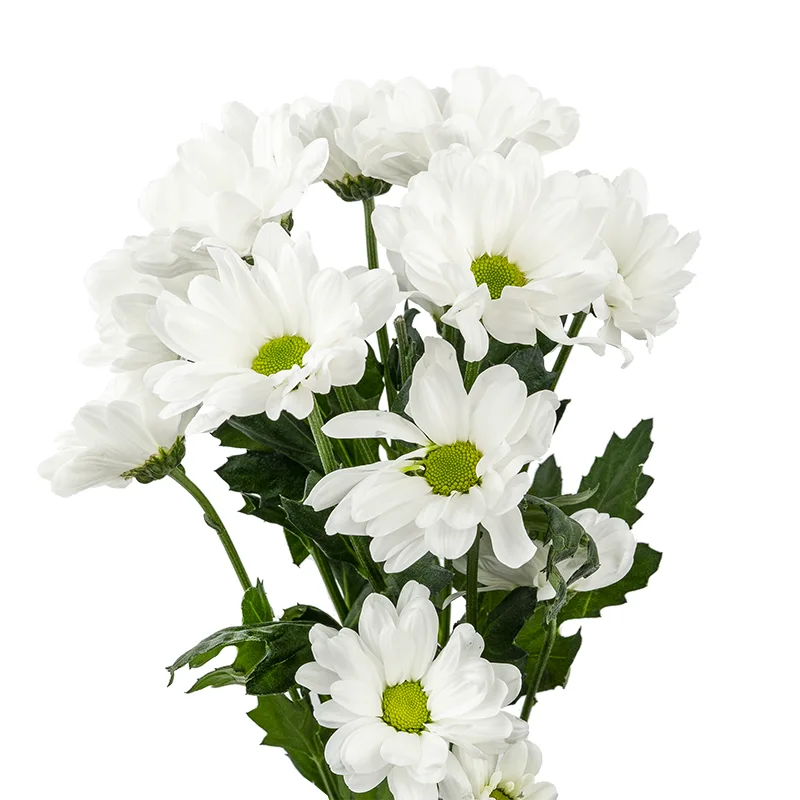 Хризантема кустовая белая (00100)