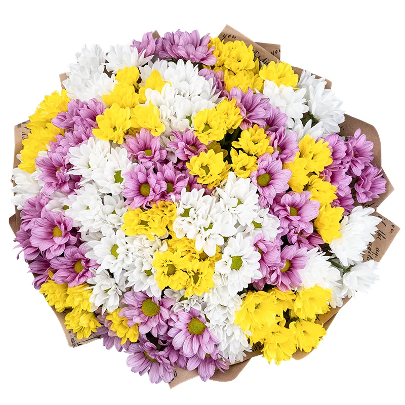 Букет из 25 розовых, белых и жёлтых кустовых хризантем (01804)
