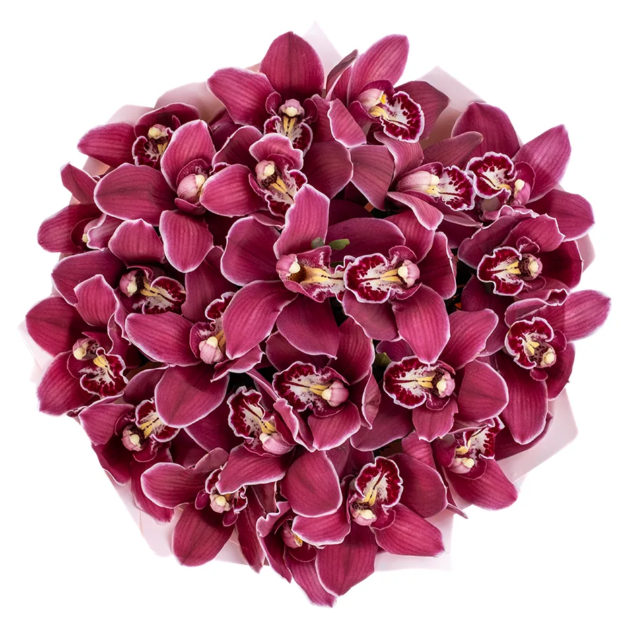 Букет из 23 красных орхидей Цимбидиум (02496)