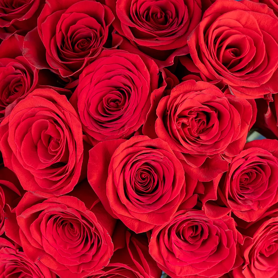 Букет из 25 красных роз Фридом (03228)