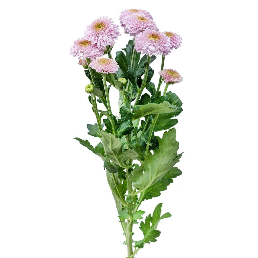 Хризантема кустовая розовая Сантини Дория Пинк (02629)