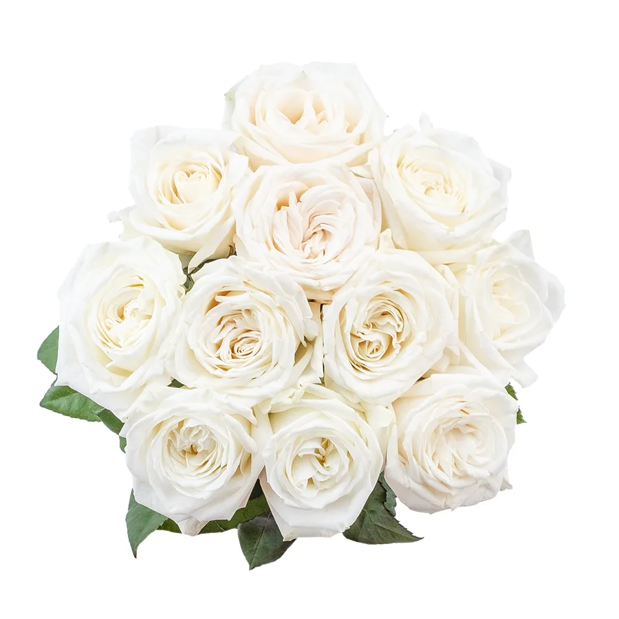 Букет из 11 ярко-белых садовых роз Плайя Бланка (02164)