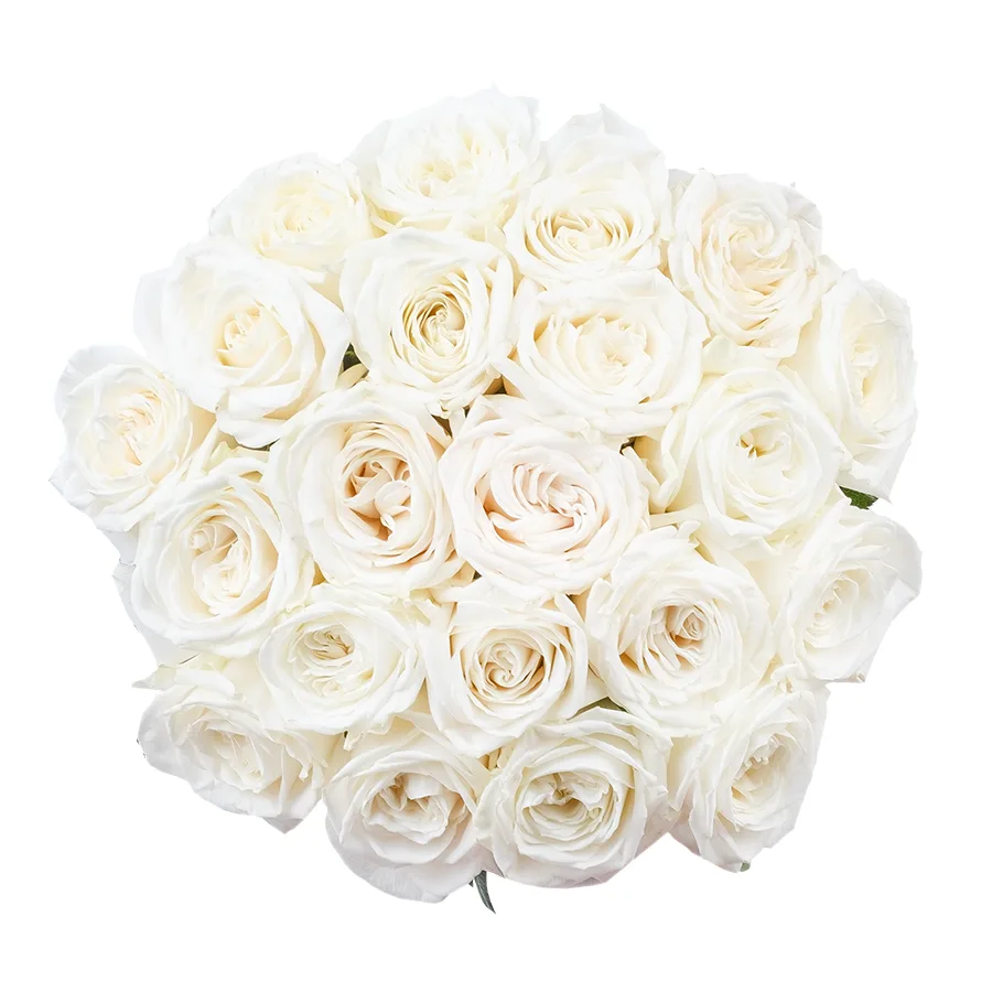 Букет из 21 ярко-белой садовой розы Плайя Бланка (02159)