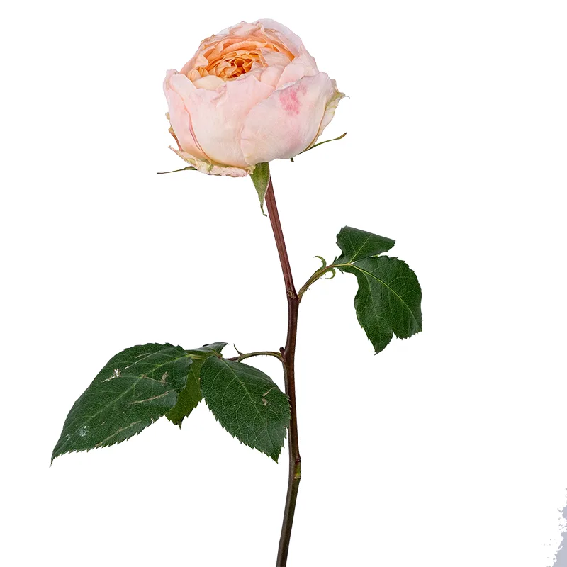 Роза садовая персиково-коралловая Принцесса Айко (00245)