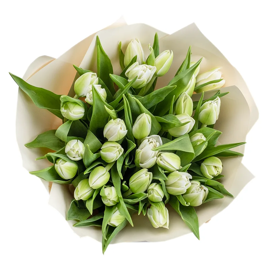Букет из 29 белых махровых тюльпанов Вайт Херт (02459)