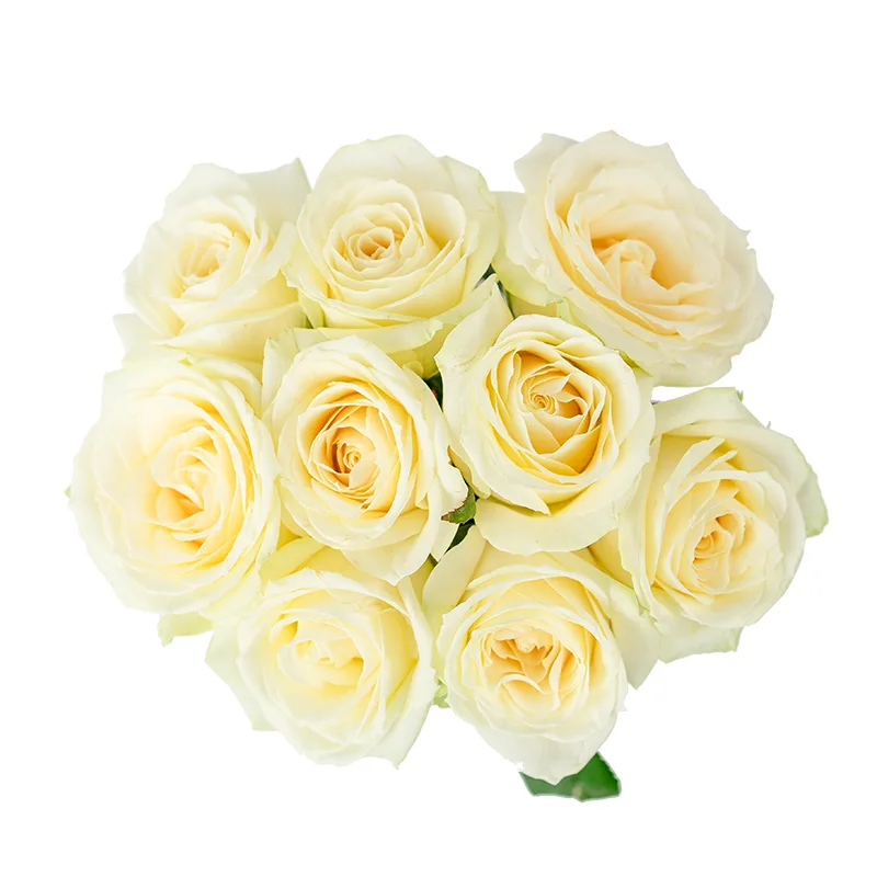 Букет из 9 белых роз Аваланж (01142)