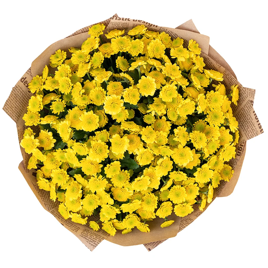 Букет из 25 желтых кустовых хризантем Сантини Сан Ап Санни (02852)