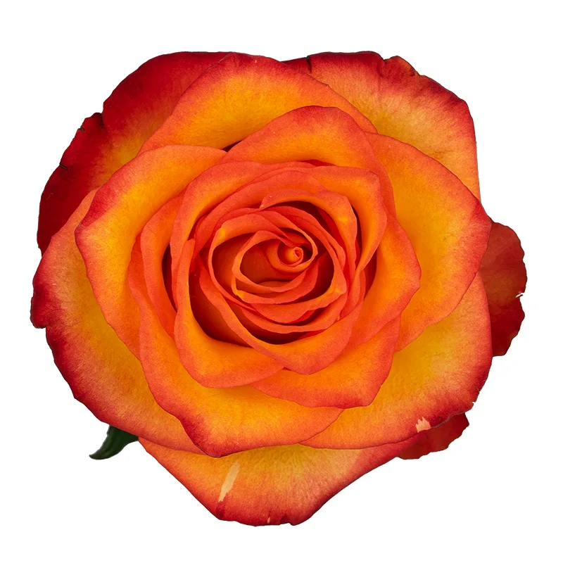 Роза жёлто-оранжевая с красными краями Хай Мэйджик 60 см (00336)