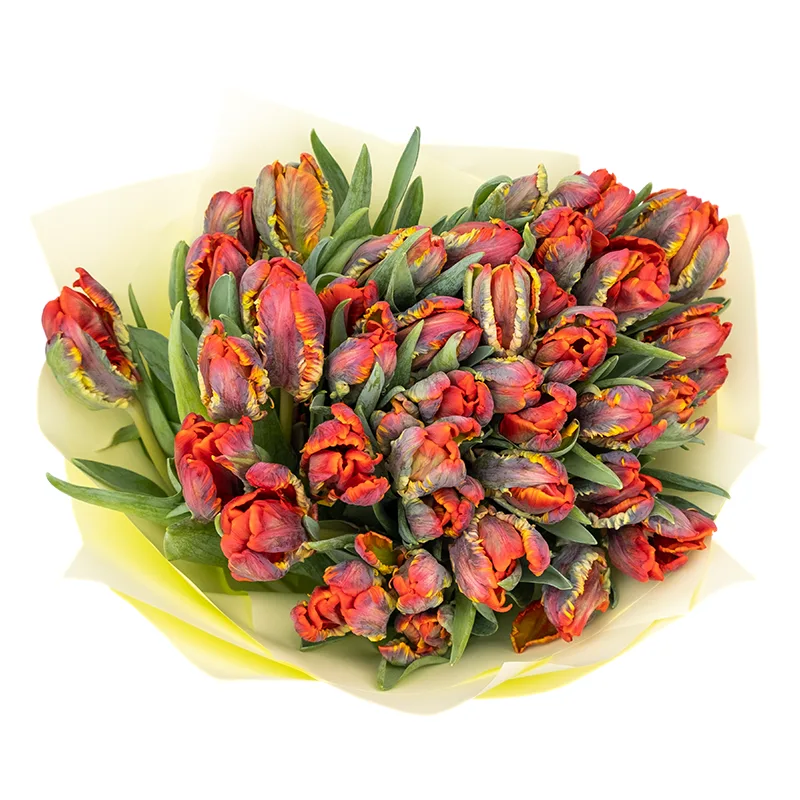 Букет из 43 красных попугайных тюльпанов Пэррот Рококо (01979)