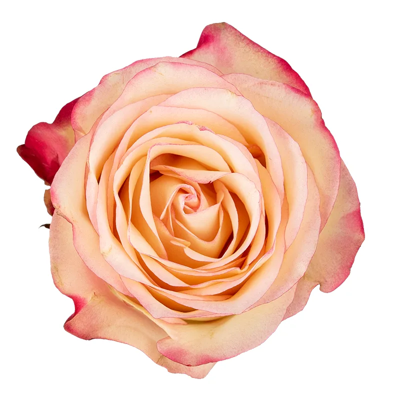 Роза кремово-розовая с малиновыми краями Свитнес 60 см (00279)