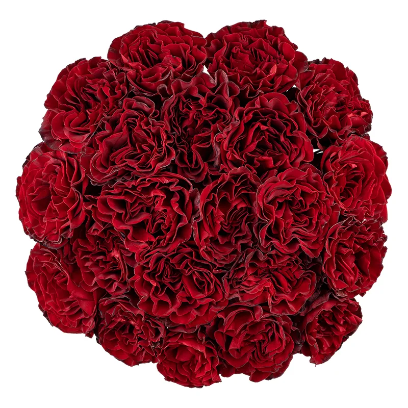 Букет из 23 тёмно-красных садовых роз Вонтед (01865)