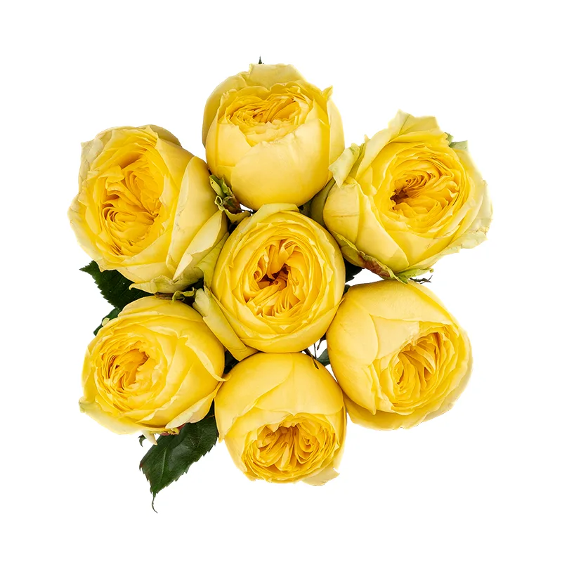 Букет из 7 жёлтых садовых роз Каталина (01745)
