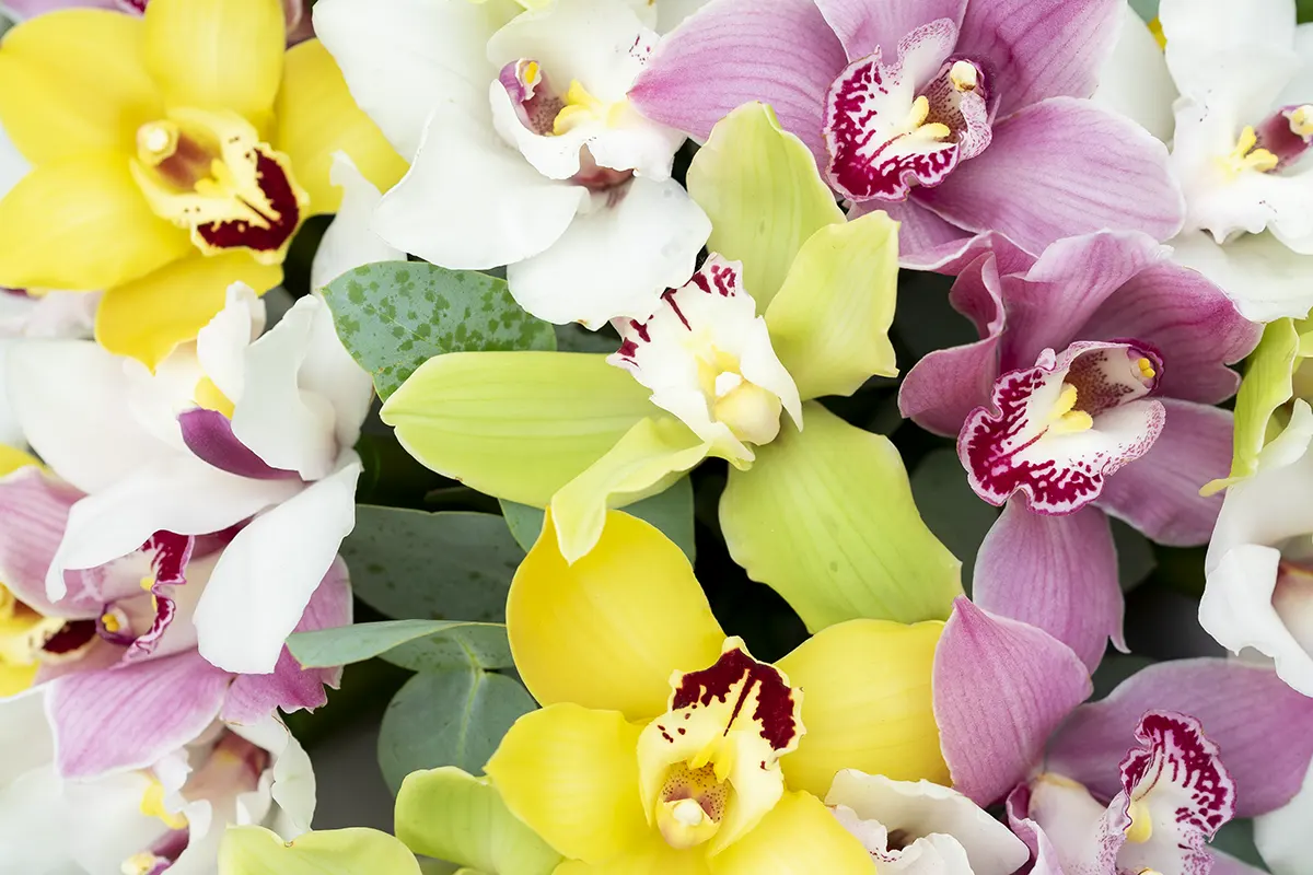 Букет из 23 разноцветных орхидей Цимбидиум (01092)