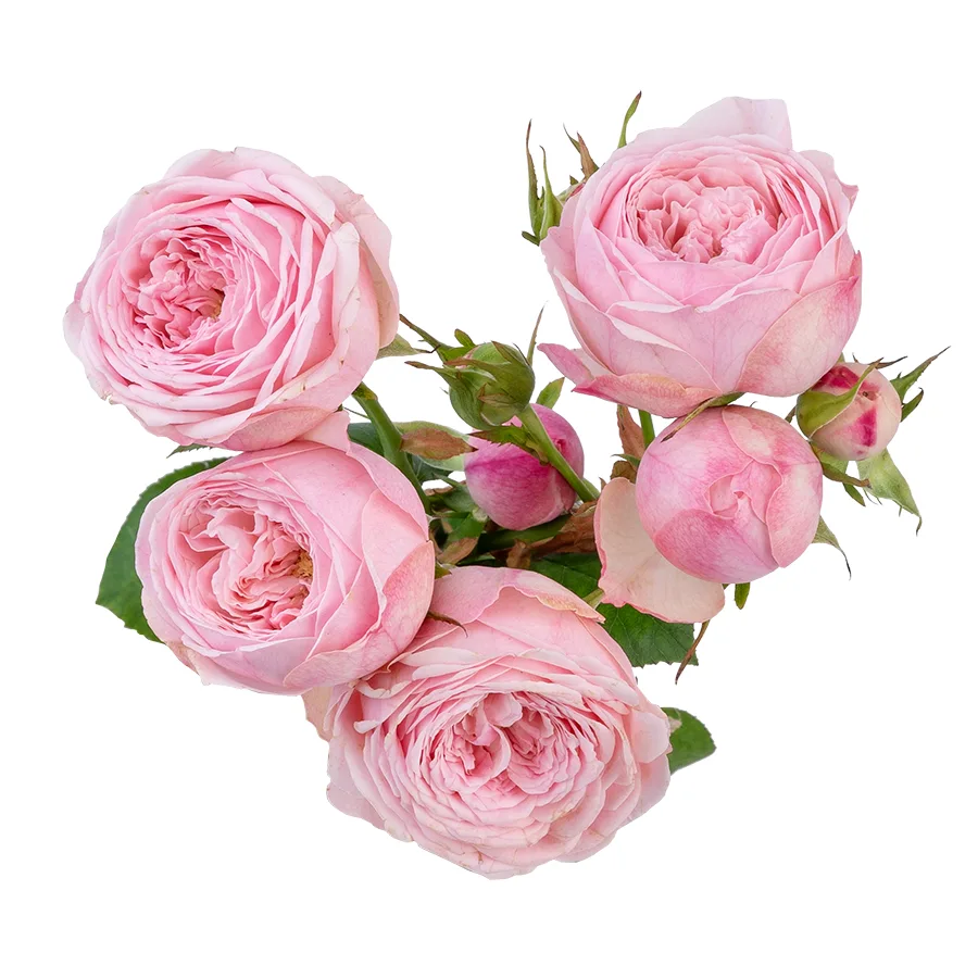 Роза кустовая розовая Мэнсфилд Пинк Парк 60 см (03041)