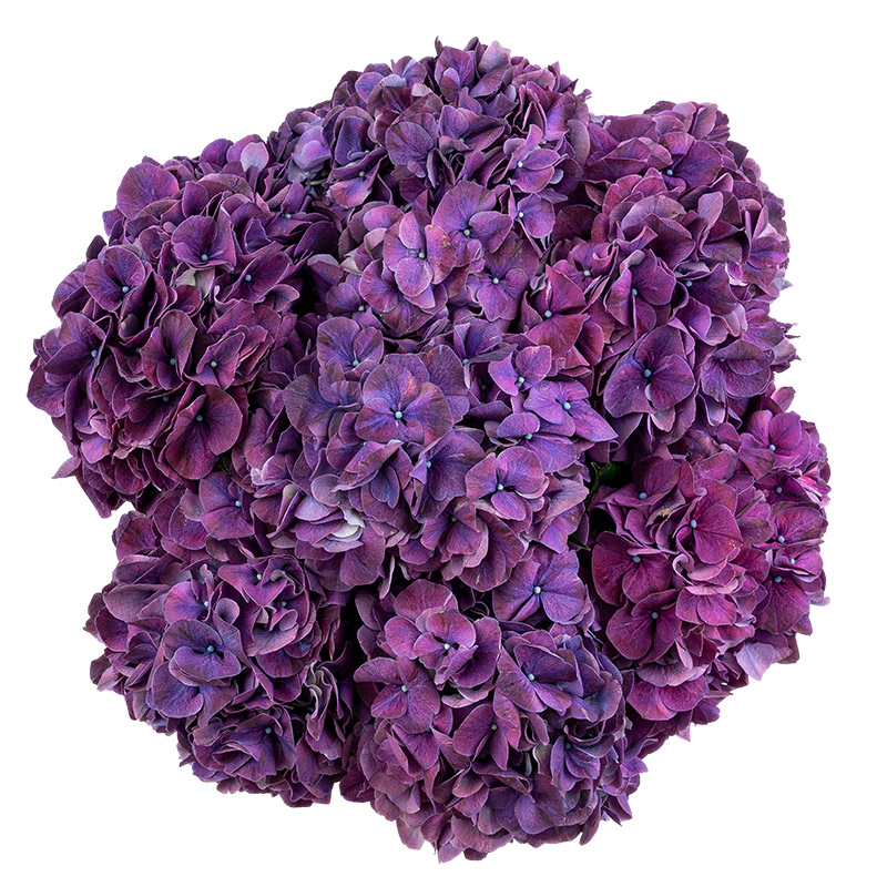 Букет из 7 фиолетовых гортензий Маг Пинк Руби (01093)