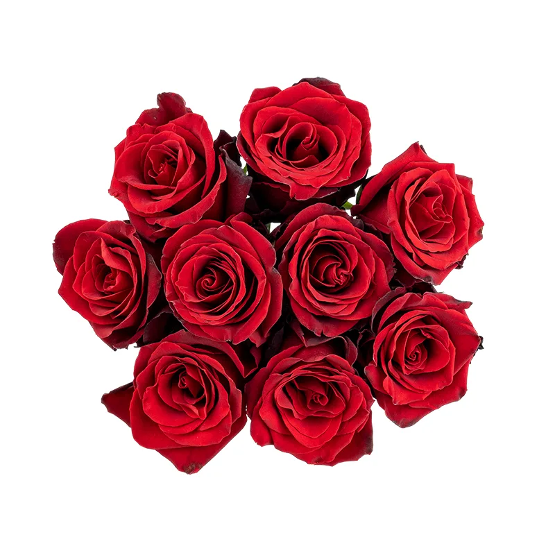 Букет из 9 тёмно-красных роз Эксплорер (01555)