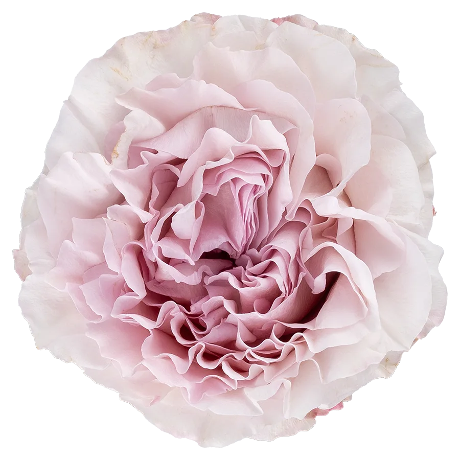 Роза садовая пыльно-сиреневая Паудер Пуф 60 см (03829)