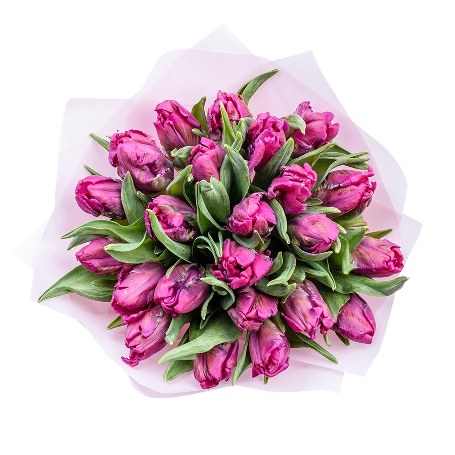 Букет из 23 фиолетовых попугайных тюльпанов Принц Пэррот (02185)