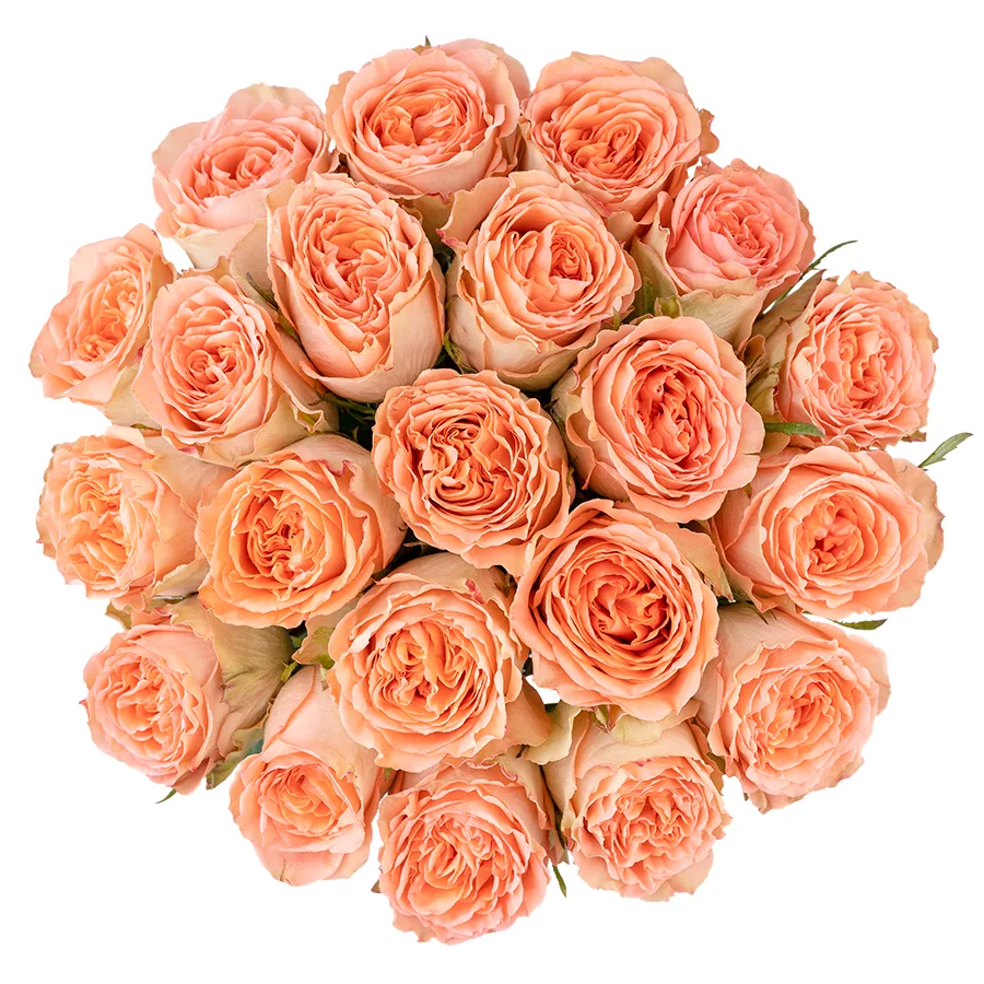 Букет из 21 кремово-персиковой пионовидной розы Кантри Хоум (03007)