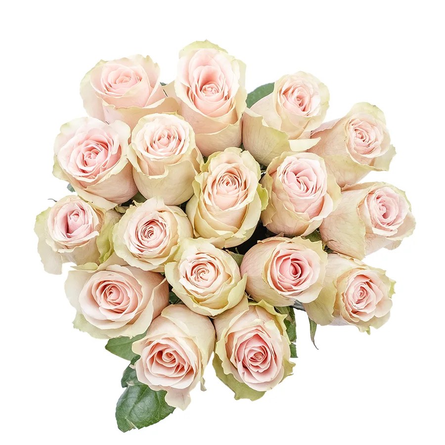 Букет из 17 светло-розовых роз Фрутетто (02135)