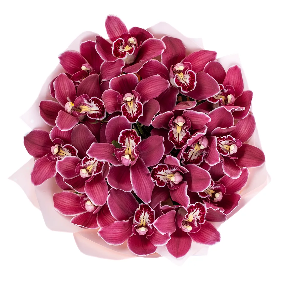 Букет из 17 красных орхидей Цимбидиум (02499)