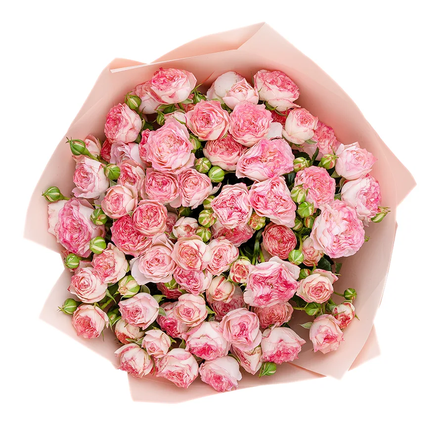 Букет из 15 нежно-розовых с яркими краями кустовых роз Свит Старс (02600)