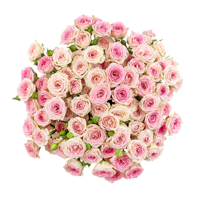 Букет из 17 розовых кустовых роз Креми Твистер (01649)