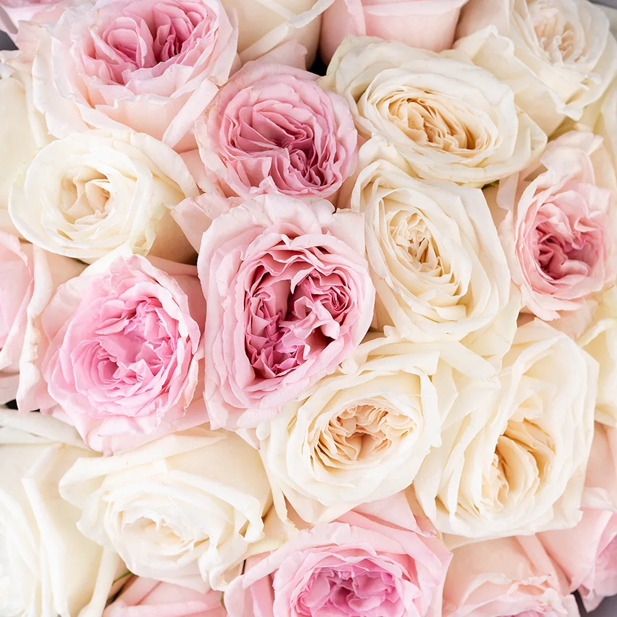 Букет из 25 ароматных белых и розовых садовых роз Вайт и Пинк О’Хара (02802)