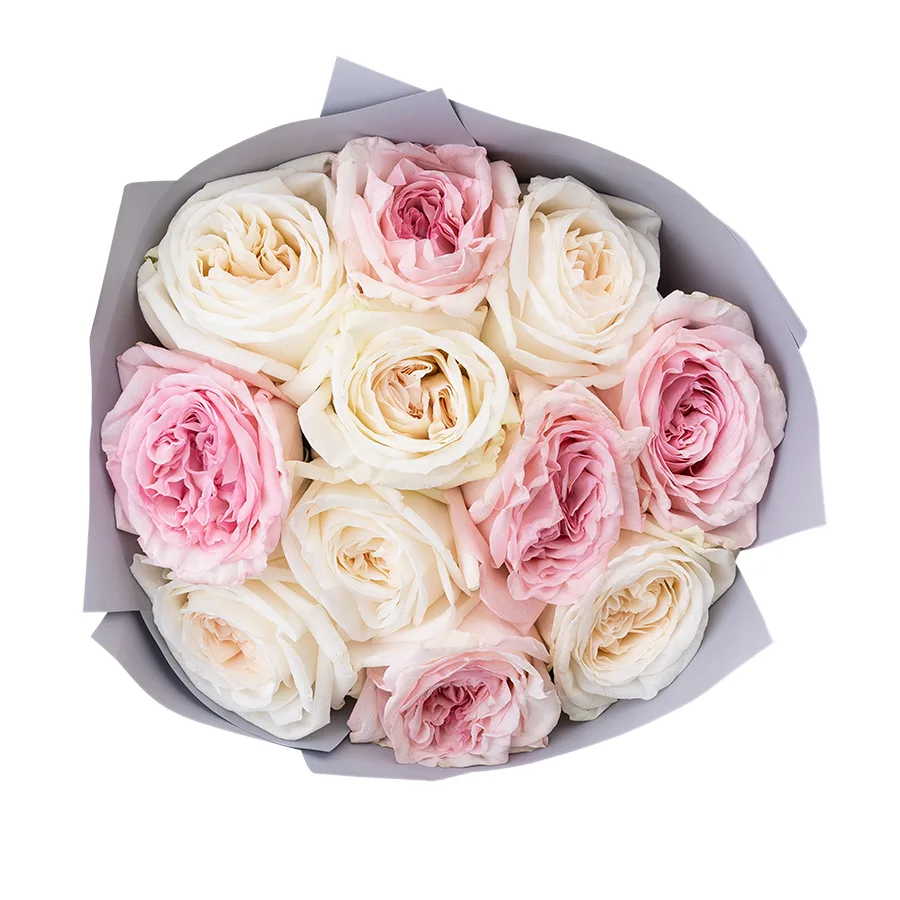 Букет из 11 ароматных белых и розовых садовых роз Вайт и Пинк О’Хара (02809)