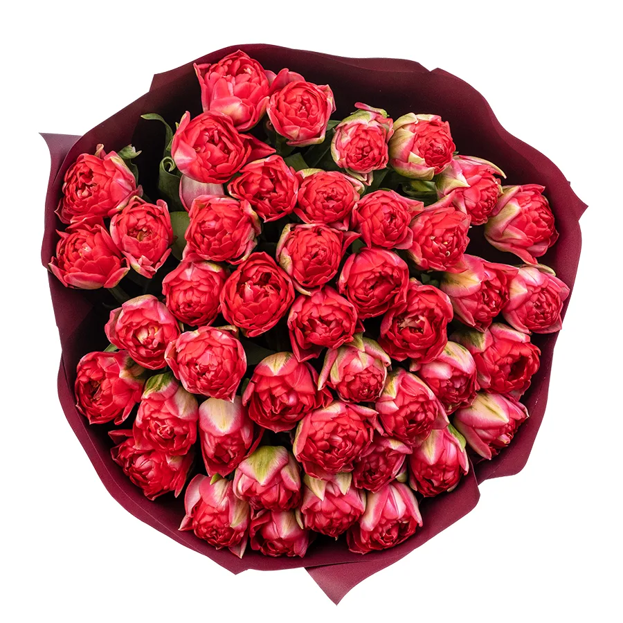 Букет из 43 красных махровых тюльпанов Памплона (02398)