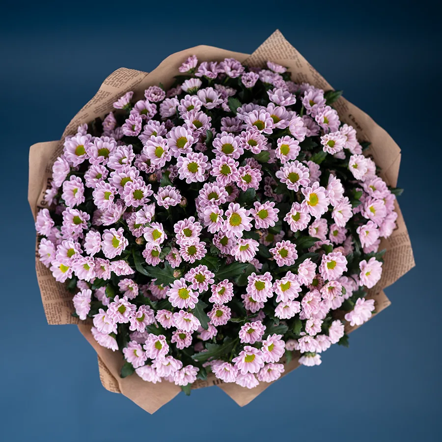 Букет из 25 нежно-розовых кустовых хризантем Сантини Росси Пинк (02833)