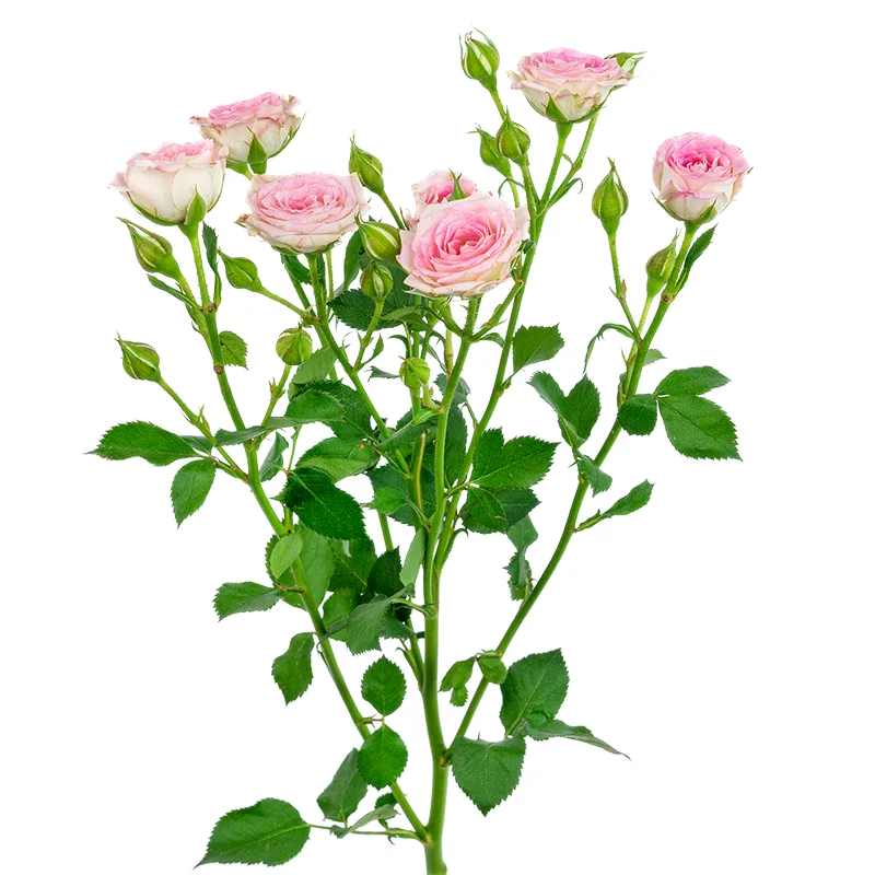 Роза кустовая розовая Креми Твистер 50 см (00525)
