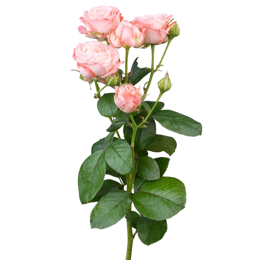 Роза кустовая розовая с темной каймой Мадам Бомбастик 50 см (02763)